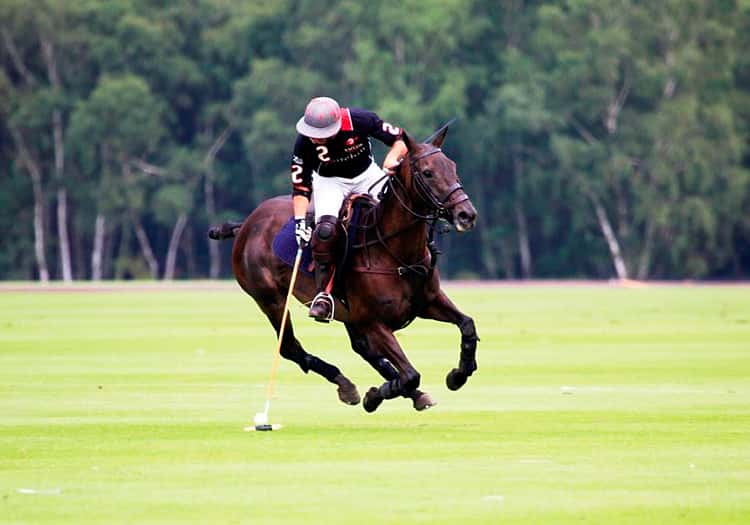 Images tagged "world-horse-welfare-polo-day"